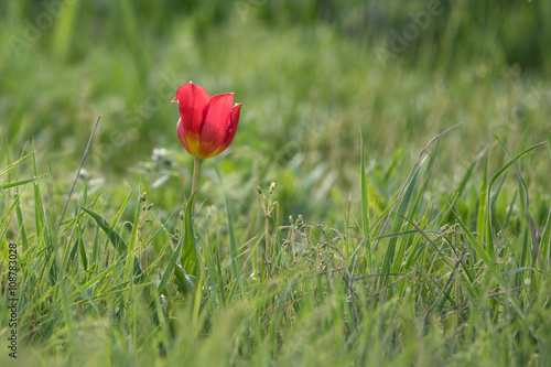 Wild flowering tulip