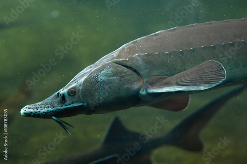 Siberian sturgeon (Acipenser baerii).