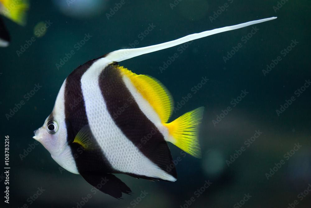 Fototapeta premium Pennant coralfish (Heniochus acuminatus).