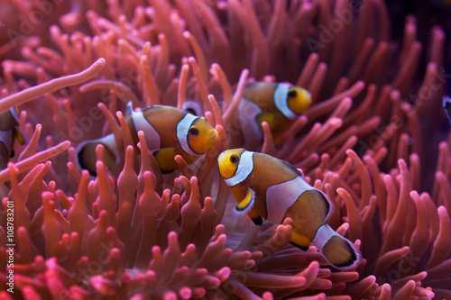 Ocellaris clownfish (Amphiprion ocellaris). Fotobehang