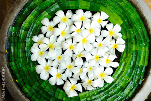 Plumeria flower photo