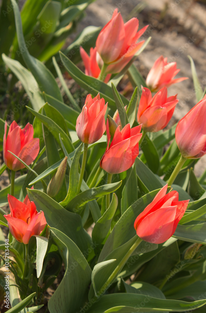 Obraz premium natural photo pink tulips on blurred background (shallow depth of field)