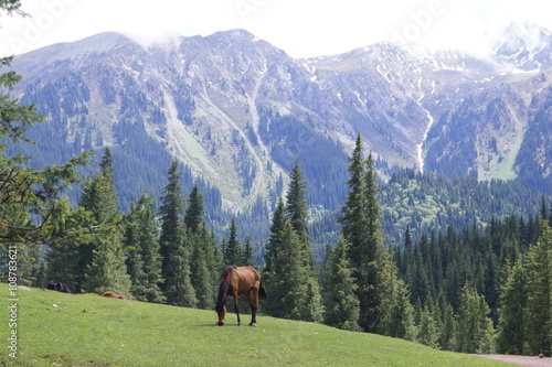 Лошадь в горах © Пальцына Ирина