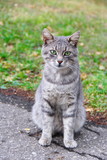 Portrait of a gray cat