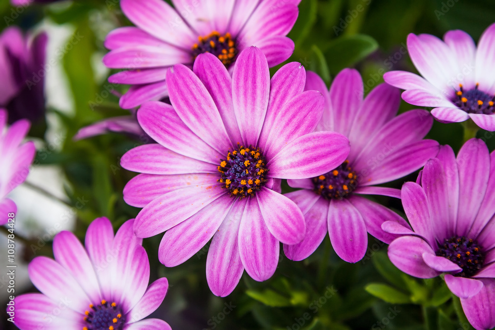 Obraz premium Osteospermum ecklonis, Purple Daisy