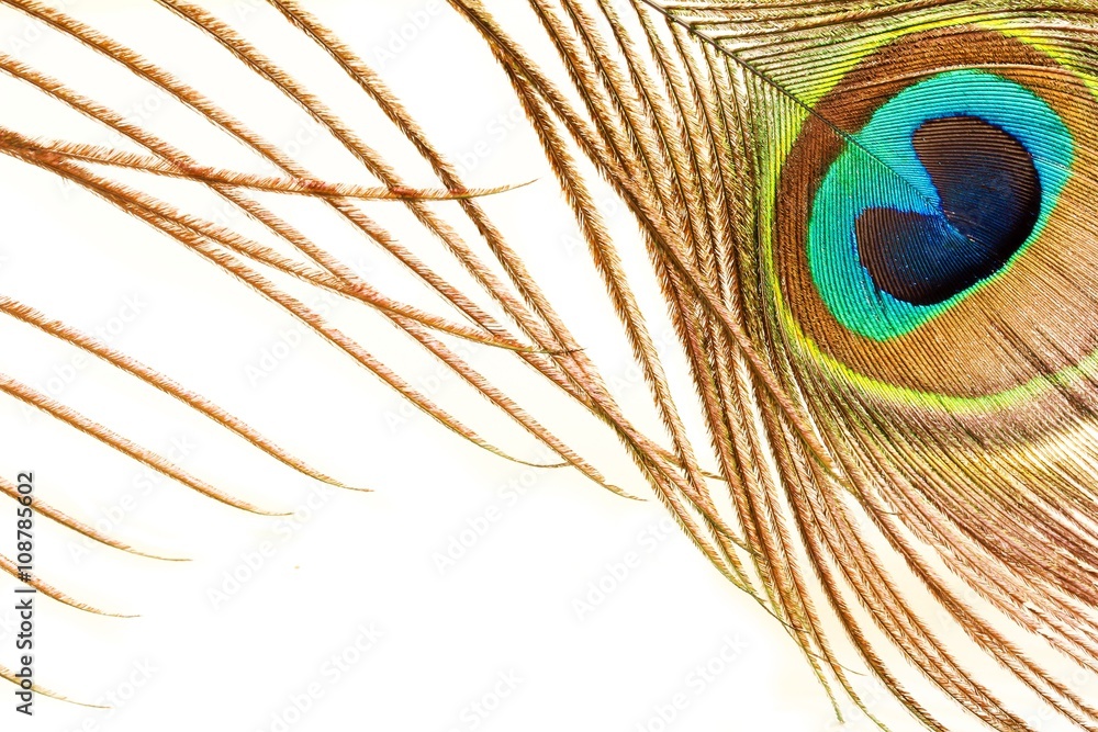 Obraz premium Peacock feather close up view