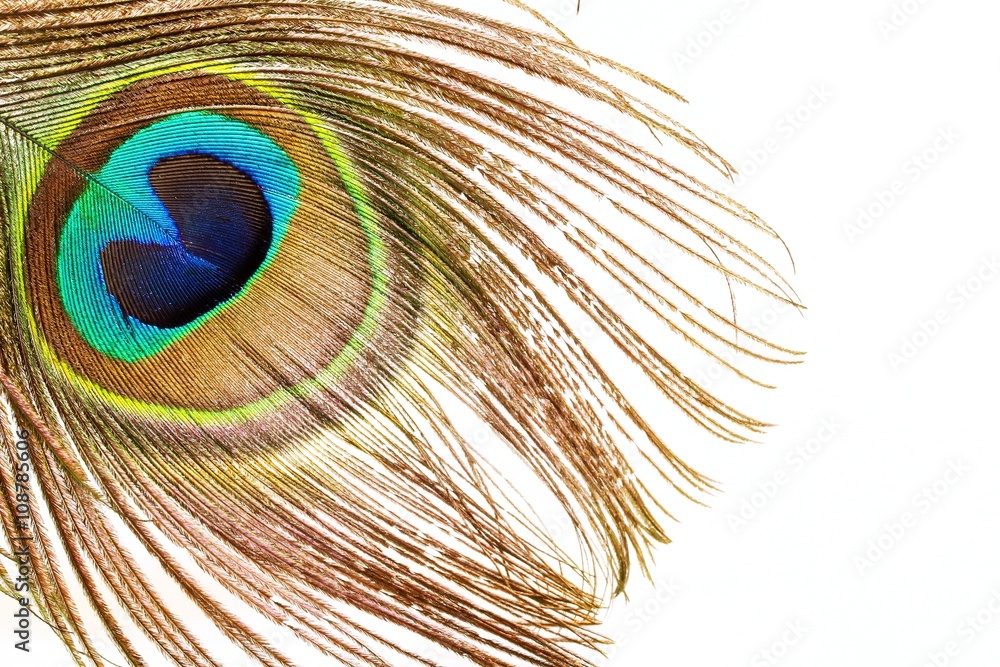 Fototapeta premium Peacock feather close up view