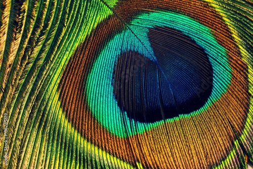 Peacock feather eye close up view