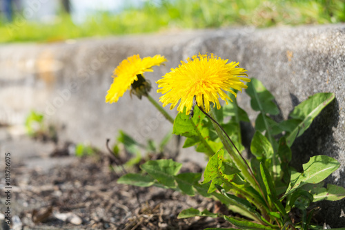 Fototapeta Naklejka Na Ścianę i Meble -  Dandelion at the curb