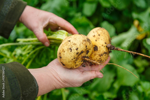 Female hand holding young turnips