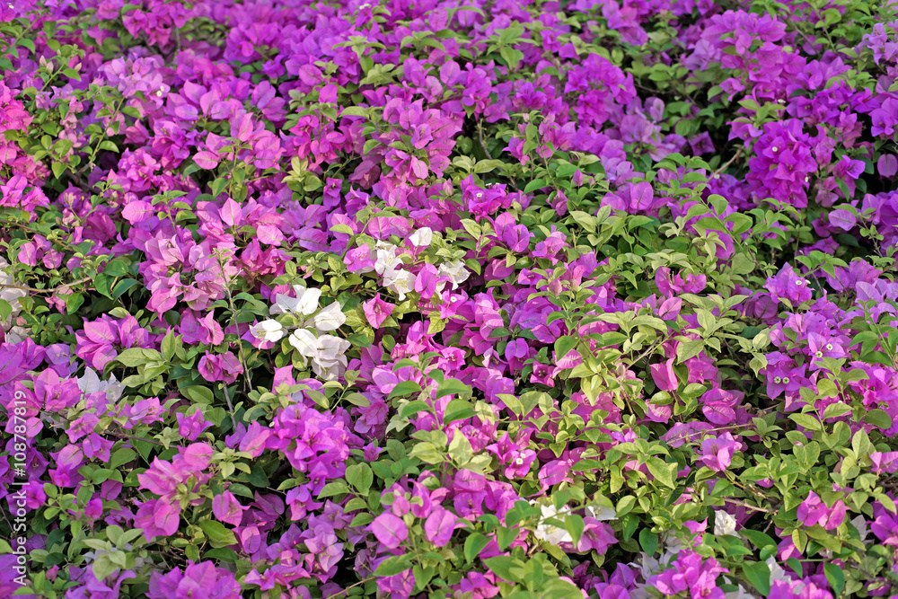 bougainvillea hybrida or paper flower