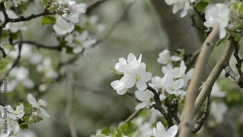 apple tree branch in spring apple tree branch in spring