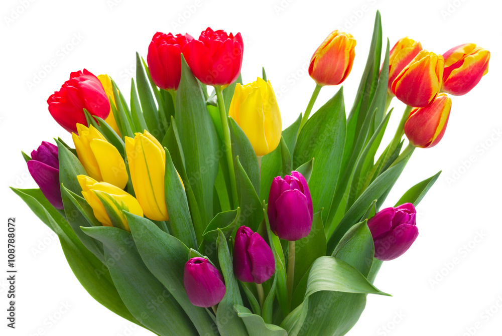 bouquet of yellow, purple and red tulips bouquet of yellow, purple and red tulips