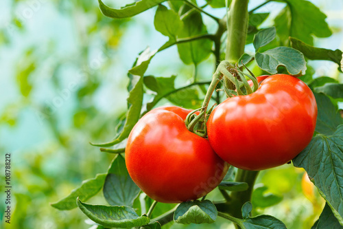 Fototapeta Ripe tomato cluster in greenhouse