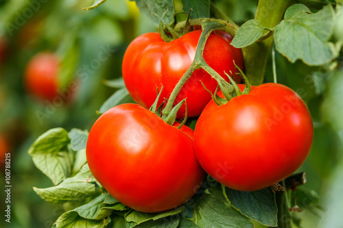 Fotótapéta Ripe tomato cluster in greenhouse