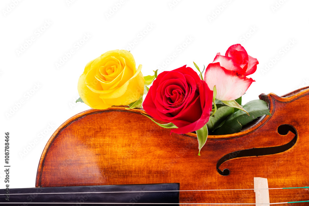 Fototapeta premium Flowers on violin