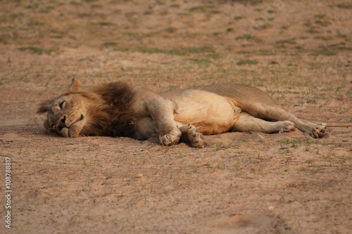 Sambia: Löwe im  Unteren Zambesi River Nationalpark