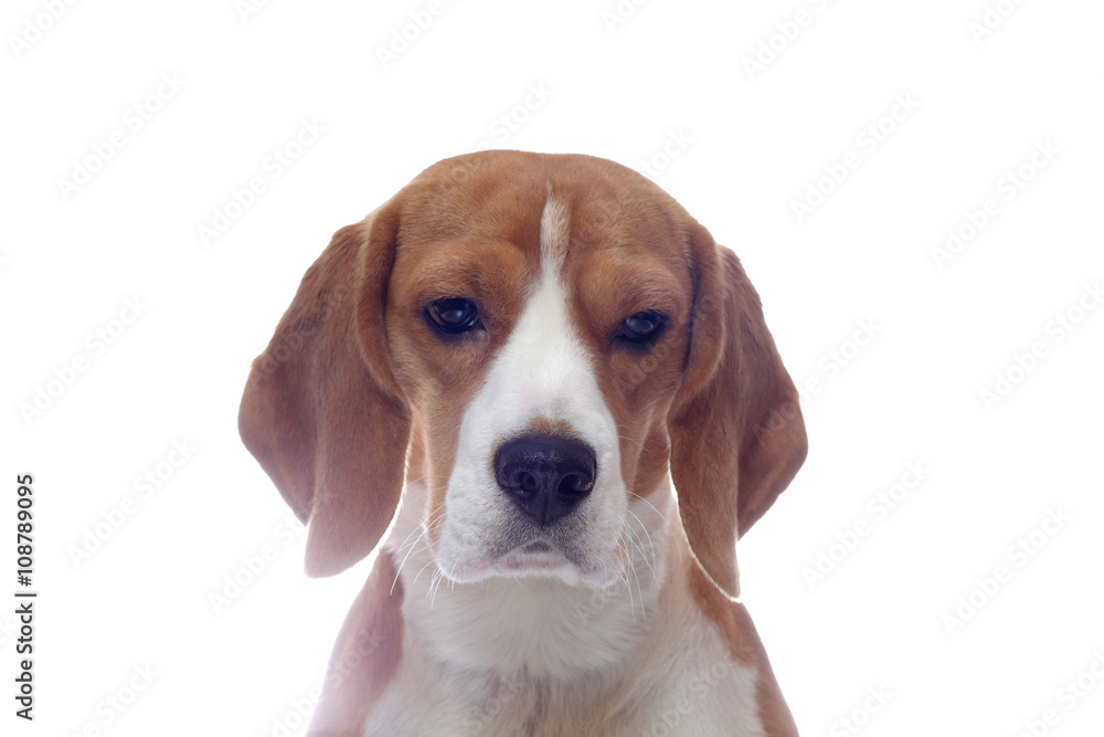 Sad beagle dog portrait isolated on white background
