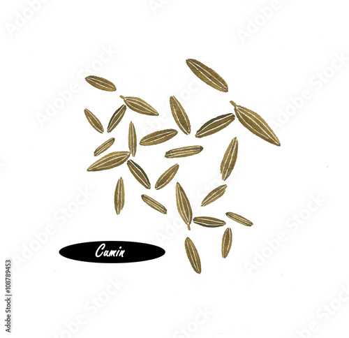 Watercolor cumin seeds isolated on white  background photo