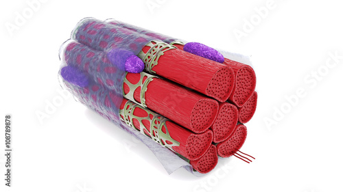 the muscle fiber, muscle, muscle tissue on a white background isolate.