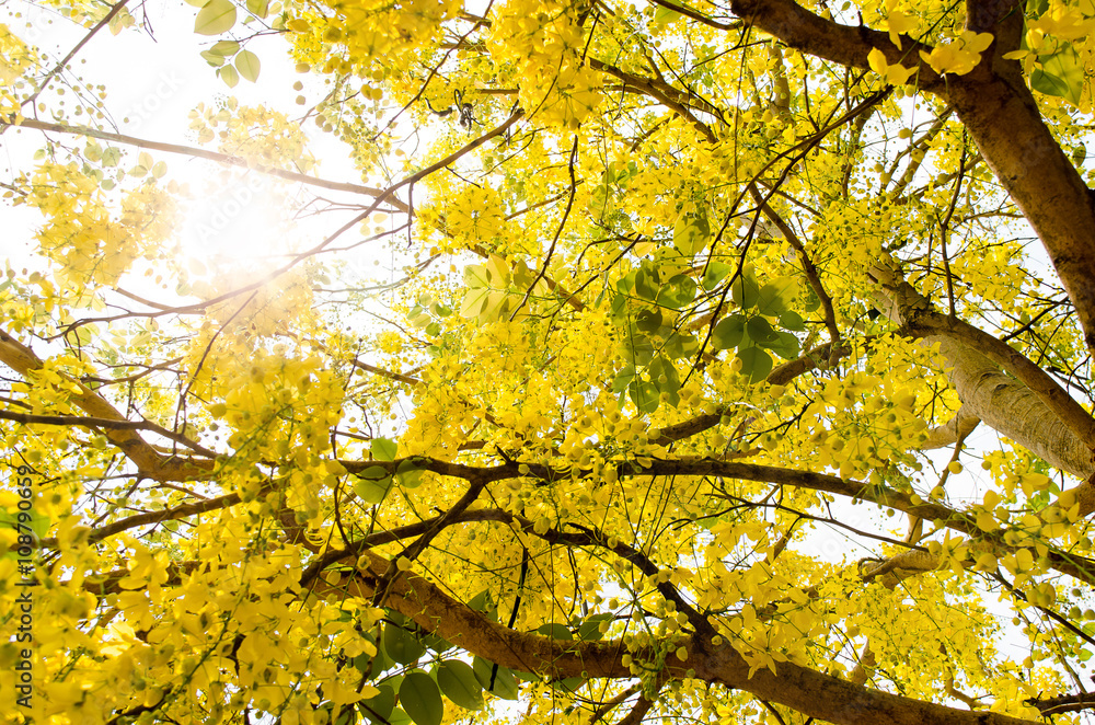 Yellow flower nature background,sunshine Yellow flower nature background,sunshine
