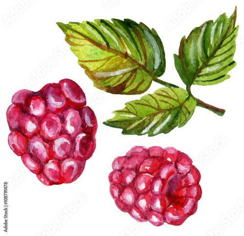 Raspberries watercolor setsolated on white background