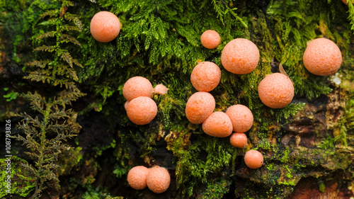 Blutmilchpilz (Lycogala epidendrum) auf totem Holz im Leihubelwald, einem Naturwaldreservat im Kanton Obwalden
