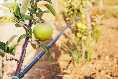 green apple on its shaft with irrigation blcak pipe
