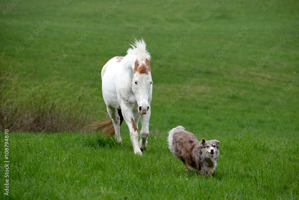 chasing horse, shepherd dog is running away from a horse chasing horse, shepherd dog is running away from a horse