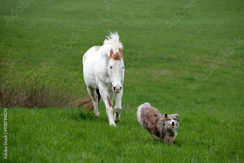 Fototapeta Naklejka Na Ścianę i Meble -  chasing horse, shepherd dog is running away from a horse