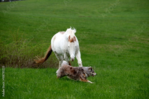 catch me if you can, horse chasing a dog