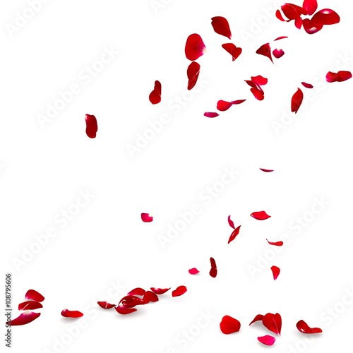 Fototapeta Naklejka Na Ścianę i Meble -  Rose petals fall to the floor