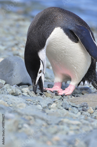 Penguin  Chinstrap
