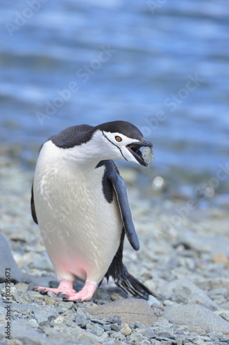 Penguin, Chinstrap