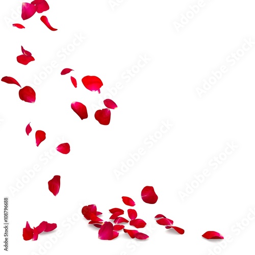 Rose petals fall to the floor