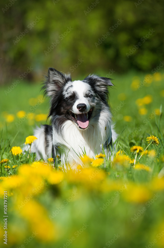 Border Collie in Löwenzahnwiese