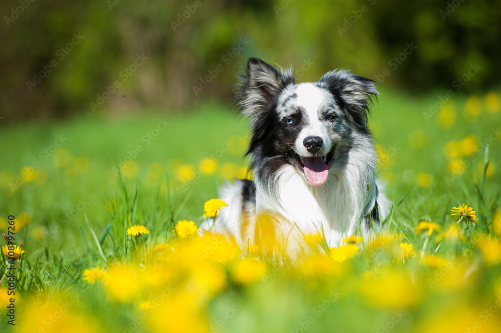 Border Collie in Löwenzahnwiese