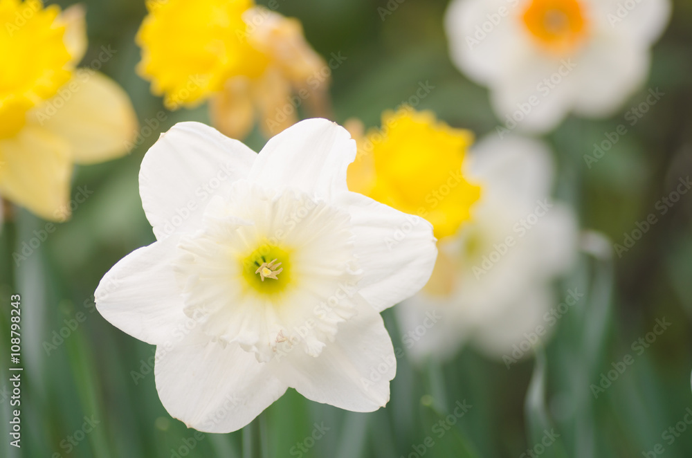 narcissus flower macro narcissus flower macro