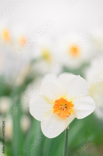 narcissus flower macro