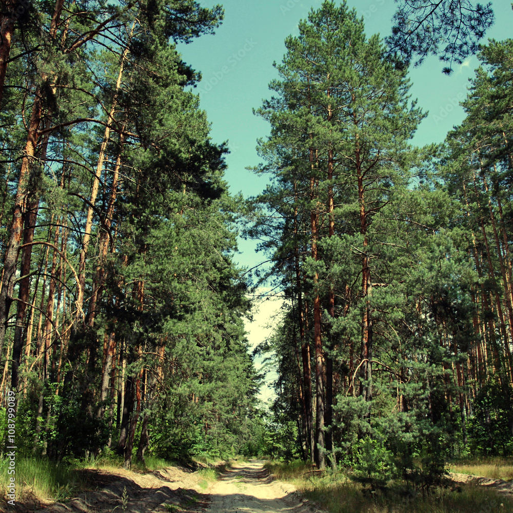 Obraz premium Beautiful landscape with road through pine forest.