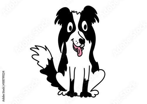 Border Collie, pies