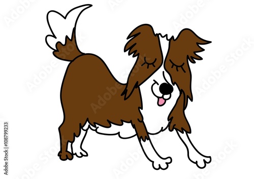 Border Collie, pies