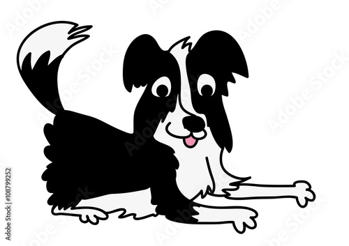 Border Collie, pies