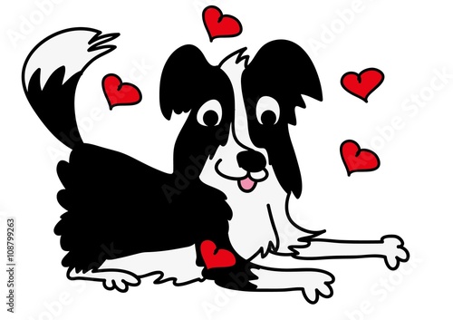 Border Collie, pies