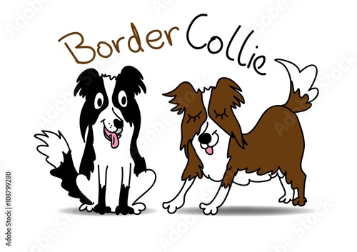pies, Border Collie