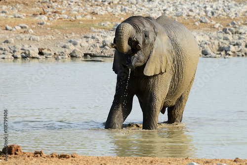 Elephants  Etosha National Park  Namibia