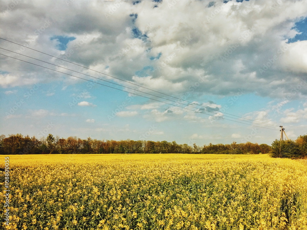 Fototapeta premium Field of blooming rape