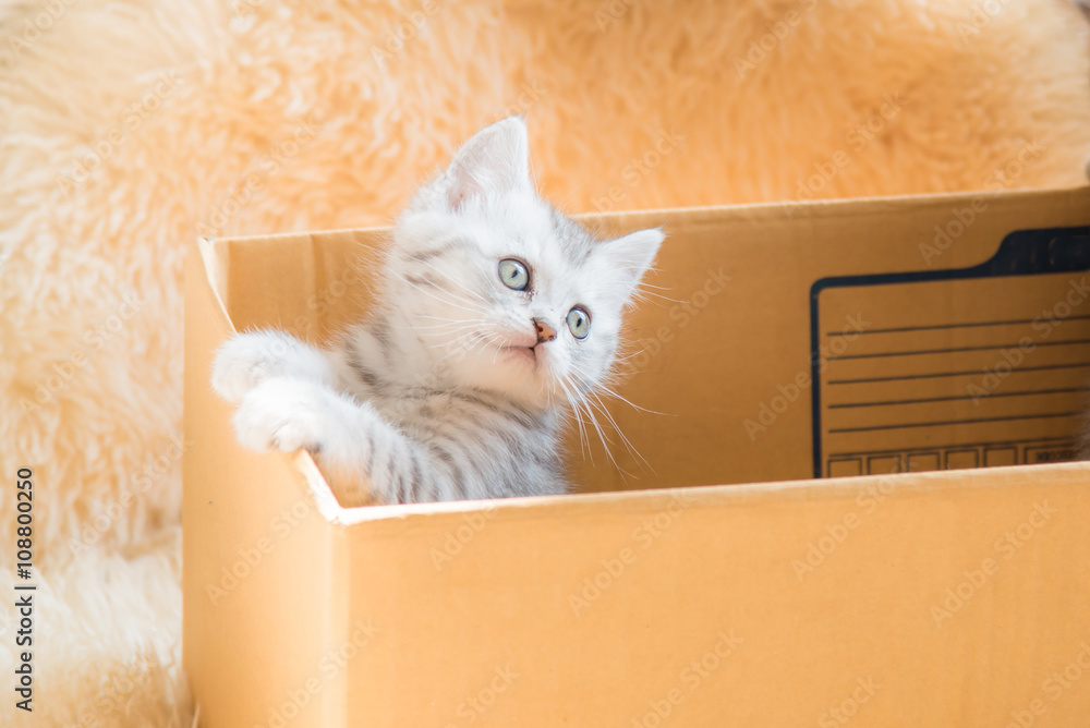 Fototapeta premium Cute kitten