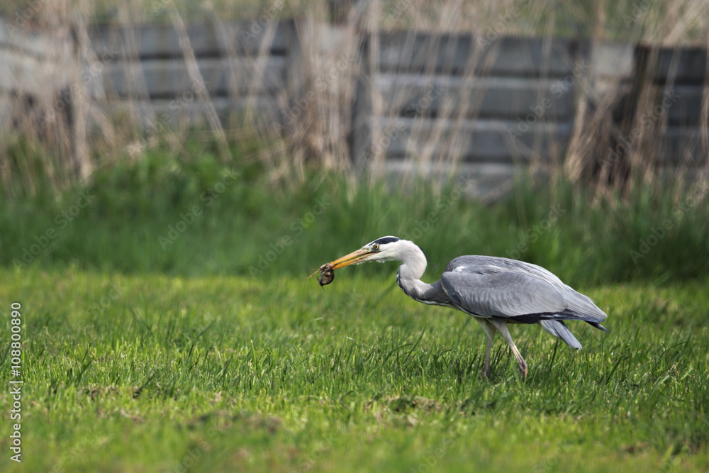 Fototapeta premium Graureiher (Ardea cinerea)