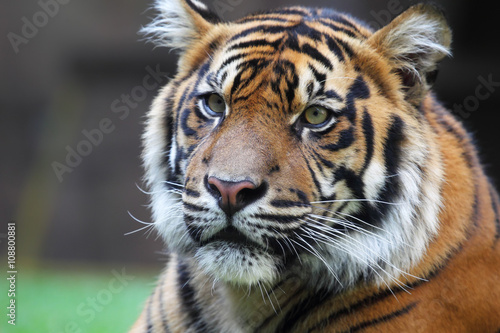 Tiger  Panthera tigris 